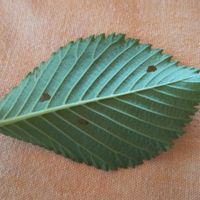 ケヤキの画像