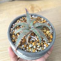 アロエ,カスティロニアエhyb,多肉植物,カスティロニアエ,ハイブリッドの画像