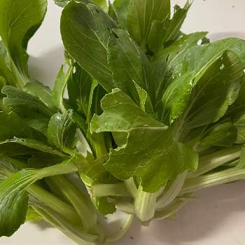 アーティーチョーク,仙台の小さな庭,鉢植え,花のある生活,野菜作りの画像