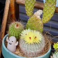サボテン,スミエボシ,開花,サボテン科,サボテン☆の画像