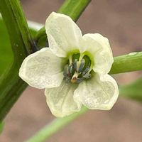 ピーマン,花壇,ガーデニング,野菜の花,自家製野菜の画像