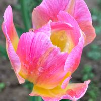 チューリップ,庭の花,ピンクの花, チューリップ,2023チューリップリレーの画像