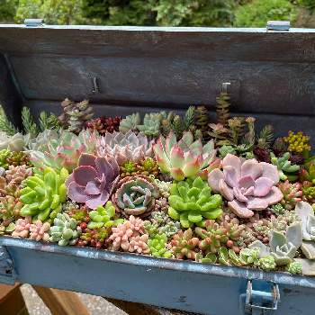 多肉植物 寄せ植え,みどりのある暮らし,グリーンのある暮らし,バラのある暮らし,植物だいすきの画像