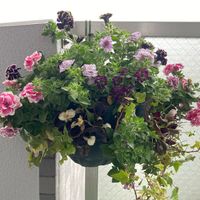 ペチュニア　花衣　紅水晶,八重咲きペチュニア,ペチュニア,ベゴニア,アイビーの画像