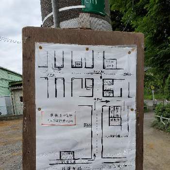 盆栽,お出かけ先の画像