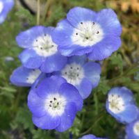 ネモフィラ,ネモフィラ・インシグニスブルー,プランター,花壇,公園の画像