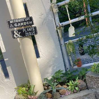 多肉植物,ドライガーデン,さし芽,宿寝草,自然の画像