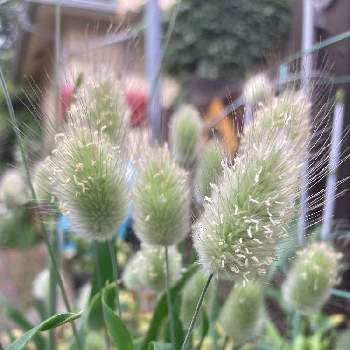 アーティーチョーク,仙台の小さな庭,鉢植え,花のある生活,野菜作りの画像