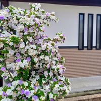 ニオイバンマツリ,お出かけ先の画像