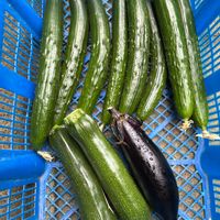 我が家の菜園,小さな畑,畑の画像