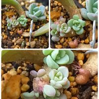 オルペット,多肉植物,生きる力,いただきもの,カルス化の画像