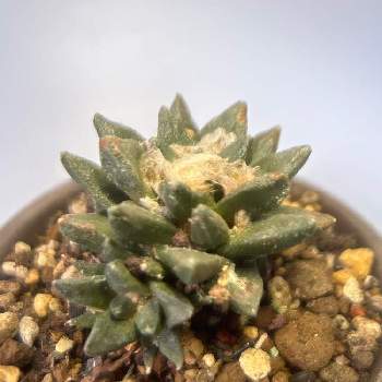 多肉植物,アリオカルプス属,観葉植物,サボテン☆,塊茎植物の画像