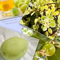 マキノイ バリエガータ,覆輪丸葉万年草,ツバキ,椿の実,セダムの画像
