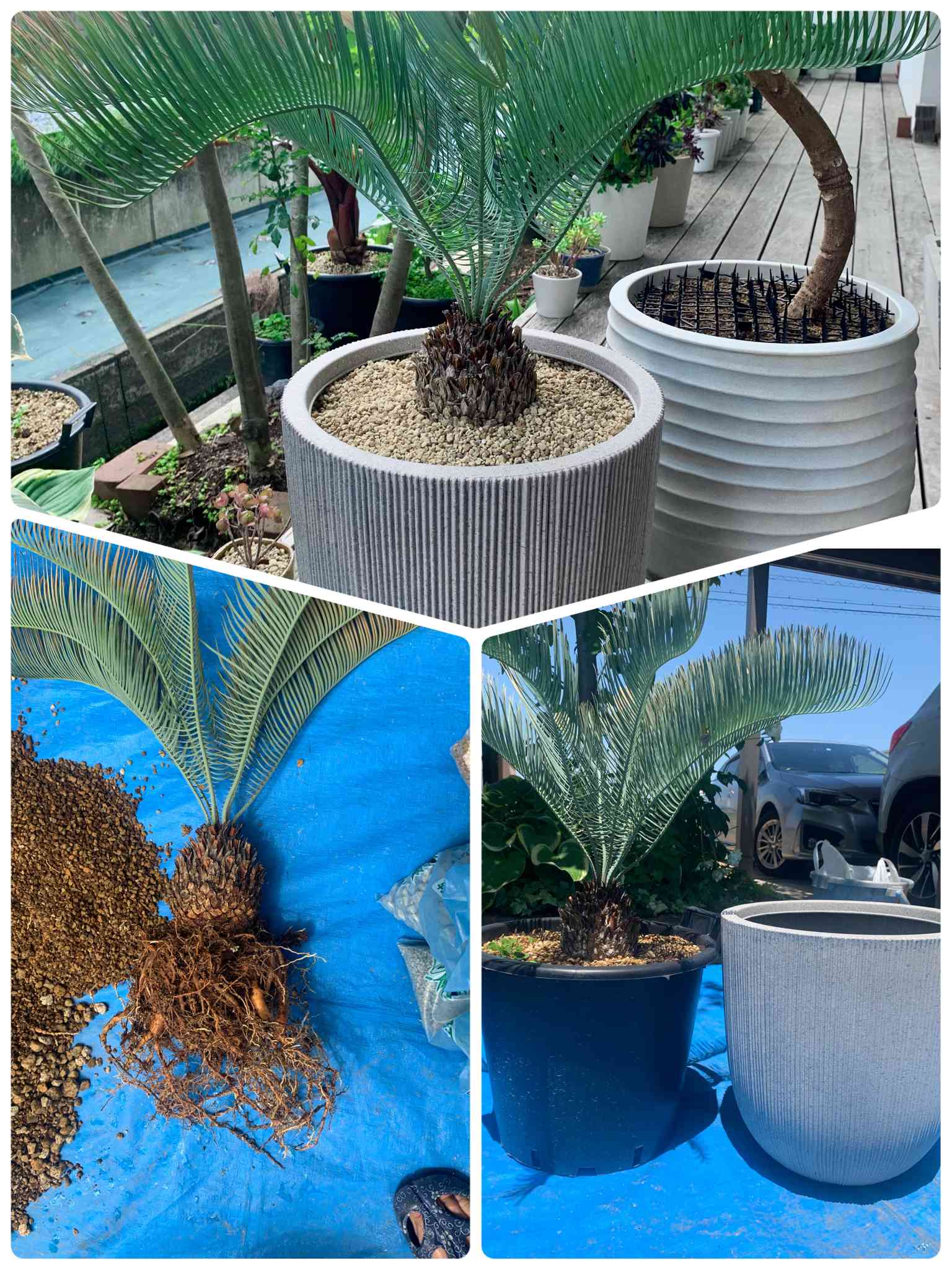 サイカスカイルンシアナの一覧｜🍀GreenSnap（グリーンスナップ）