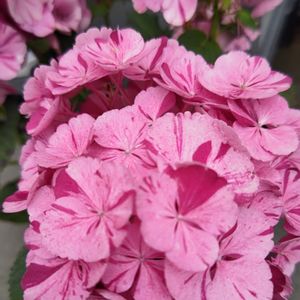 紫陽花 アジサイ あじさい,植中毒,ご近所散歩,マーブル模様,植物マニアの画像