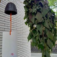 ドクダミ,ドクダミ,げじまゆ備忘録,テラスの画像