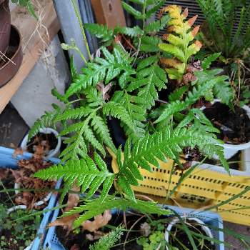 かわった植物,山野草,ウラボシ科,珍奇植物,珍しい植物の画像