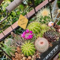 多肉植物,植物のある暮らし,多肉大好き,サボテンの寄せ植え,多肉女子の画像