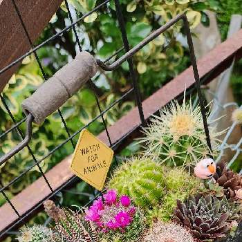 多肉植物,植物のある暮らし,多肉大好き,サボテンの寄せ植え,多肉女子の画像