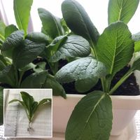 小松菜,自然暮らし,自然暮らしモニター,プチ家庭菜園,美味しい野菜のための肥料の画像