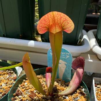 サラセニア スワニアナ,食虫植物,サラセニア,珍奇植物,玄関の画像