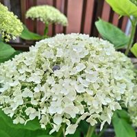 アナベル,白い花,5月の庭,花のある暮らし,広い庭の画像