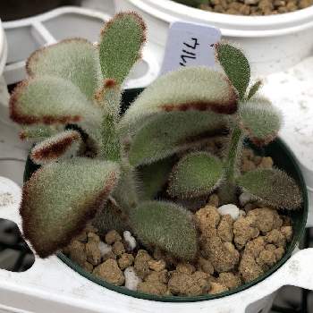 ウルパラクア,多肉植物,緑のある暮らし,多肉植物初心者,バルコニー/ベランダの画像