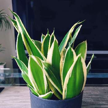 サンスベリア ハニー,多肉植物,観葉植物,サンスベリア属,成長記録の画像