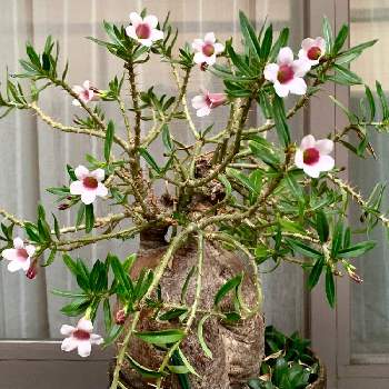 癒し,GS映え,植物,GS日和,コーデックスの画像
