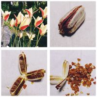 チューリップ,原種チューリップ,お花好きな人と繋がりたい,地植え,実生の画像
