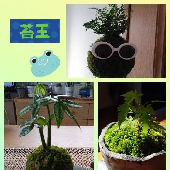 苔玉作り,部屋の画像