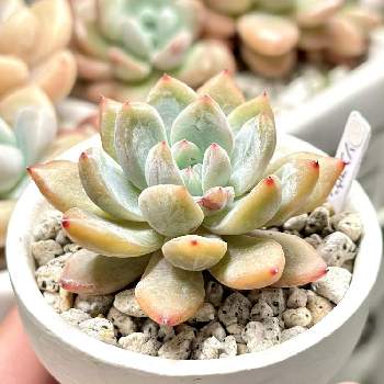 ソンヨウン,成長記録 ソンヨウン,エケベリア大好き,多肉植物園ナイト営業中✩.*˚,多肉男子の画像