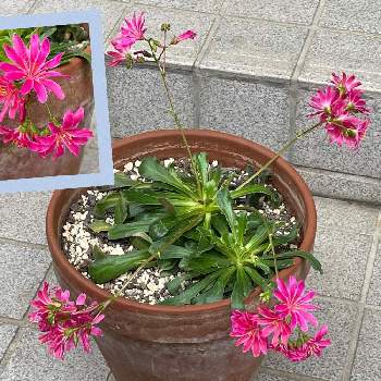 ジュエルオーキッド マコデスペトラ,ミッキーマウスプラティー,コリドラス,苔 (コケ),水草水槽の画像