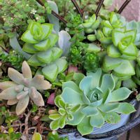 多肉植物,植物のある暮らし,花と緑のある暮らし,寄せ植え,多肉植物のある暮らしの画像