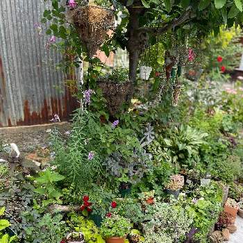 カラーリーフ,観葉植物,多肉大好き,寄せ植え,手作りの庭の画像