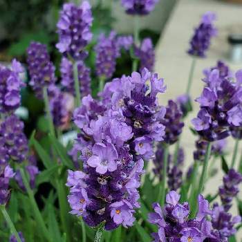 ふらのラベンダー,イングリッシュラベンダー,ドライフラワー,庭の花,青い花の画像
