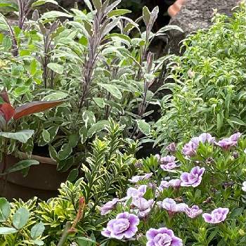 カラーリーフ,観葉植物,ロックガーデン,寄せ植え,手作りの庭の画像