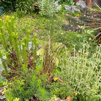 カラーリーフ,観葉植物,ロックガーデン,寄せ植え,手作りの庭の画像
