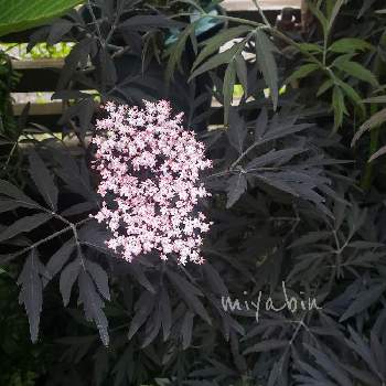 雪国,西洋ニワトコブラックレース、,ネコ好き,GS映え,植中毒の画像
