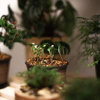 ボタニカル,植物のある暮らし,canon,植物好きと繋がりたい,ちっちゃいものくらぶの画像