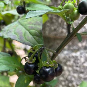 茄子の栽培,ナス科,プランター栽培,茄子　きゅうり　ズッキーニ　ピーマン,家庭菜園プランターの画像