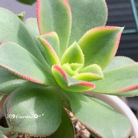 アエオニウム キウイ,夕映え,キウィ,多肉植物,生長記録の画像