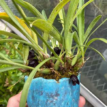 マキシラリア,着生植物,小型,着生ラン,ラン科の画像