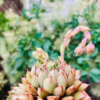 ヤマトヒメ,花芽,多肉植物,ネコ好き,紅葉する多肉の画像