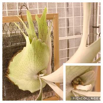  ビカクシダ, コウモリラン ,ビカクシダ・ベイチー,部屋の画像