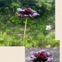 チョコレートコスモス,今朝の庭から,植物のある暮らし,2年目,咲きました♡の画像