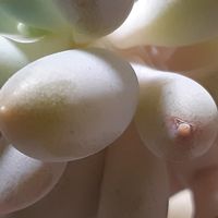 多肉植物,葉挿しさん,観葉植物,リメ缶,自家製交配種の画像