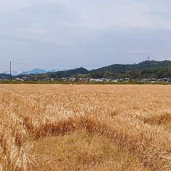 ムギ,Juneの会,2020年6月同期No.009,今日のお花,いつも心に太陽をの画像