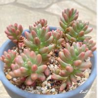 オーロラ,セダム属,多肉植物初心者,多肉中毒,多肉植物の画像