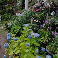 ミニバラ,ジキタリス イルミネーションフレイム,紫陽花 霧島の恵,カーネーション,ヤブランの画像